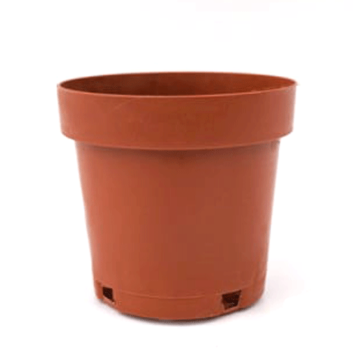 Plant all my plugs in a 2 1/4" plastic terracotta pot