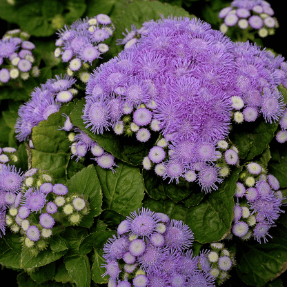 Ageratum Aloha Pack