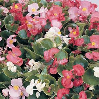 Begonia Fibrous Prelude Pack