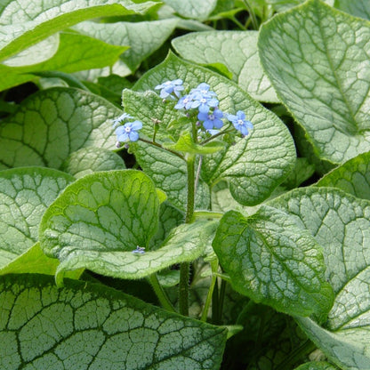 Brunnera Jack Frost