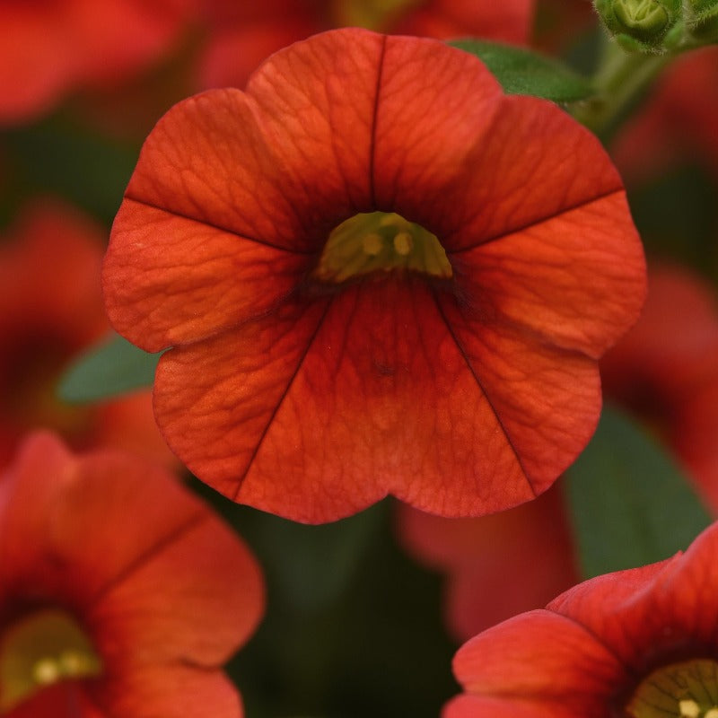 Calibrachoa Cha Cha