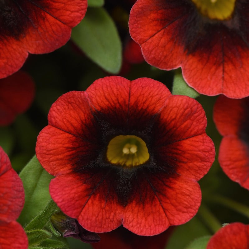 Calibrachoa Cha Cha