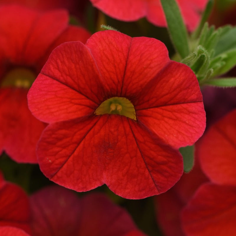 Calibrachoa Cha Cha