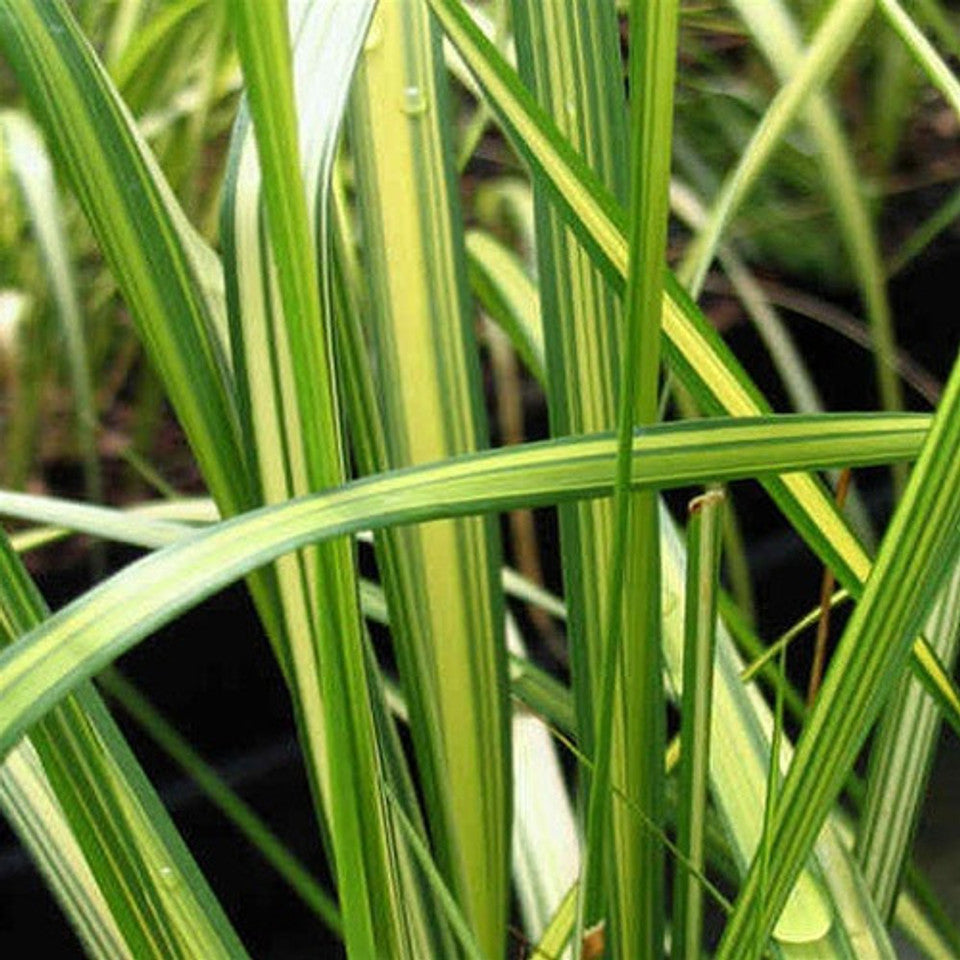 Grass Calamagrostis 'Eldorado'