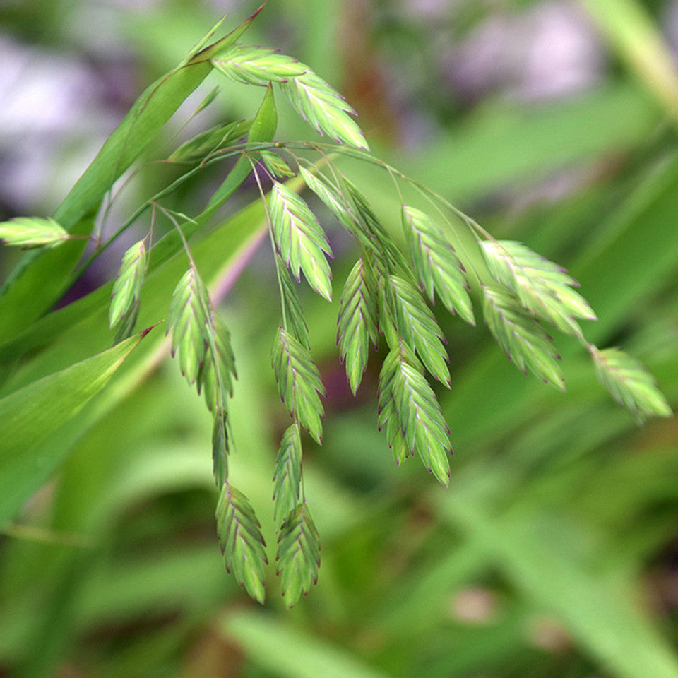 Grass Chasmanthium latifolium Northern Sea Oats