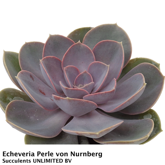 Echeveria Perle von Nurnberg