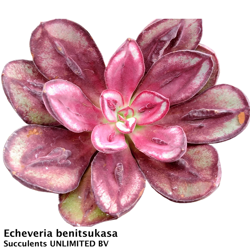 Echeveria benitsukasa
