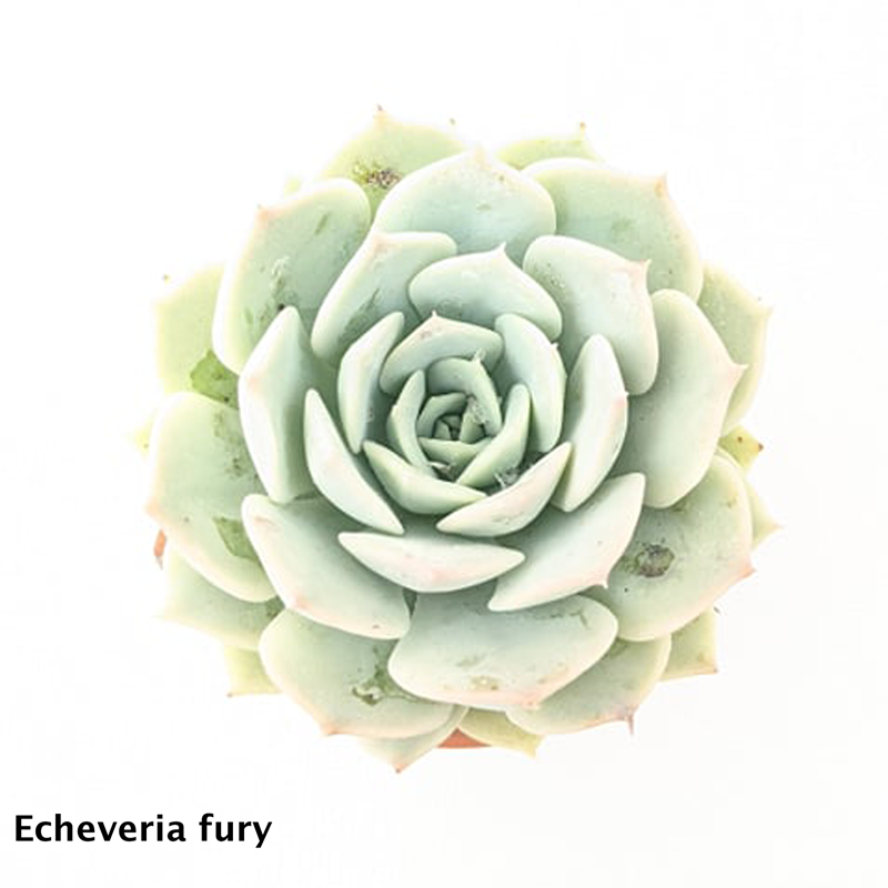 Echeveria Fury