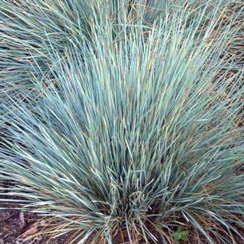 Grass Helictotrichon Blue Oat 'Sapphire'