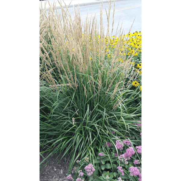 Grass Karl Foerster Glenlea Greenhouses