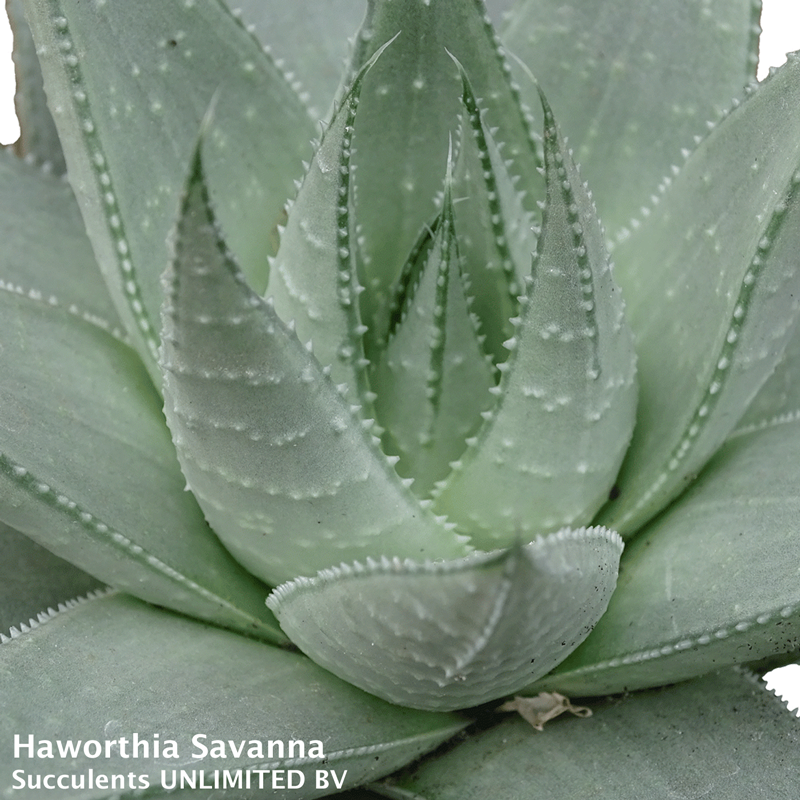 Haworthia Savanna