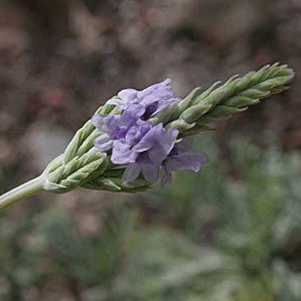 Lavender Pinnata