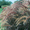 Rubrum Fountain Purple Foliage