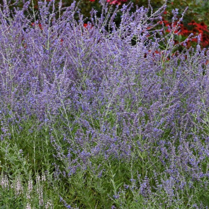 Perovskia CrazyBlue (Russian Sage)