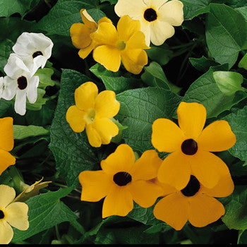 Thunbergia alata (Black-Eyed Susan Vine)