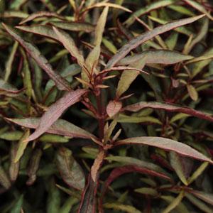 Alternanthera Red Threads