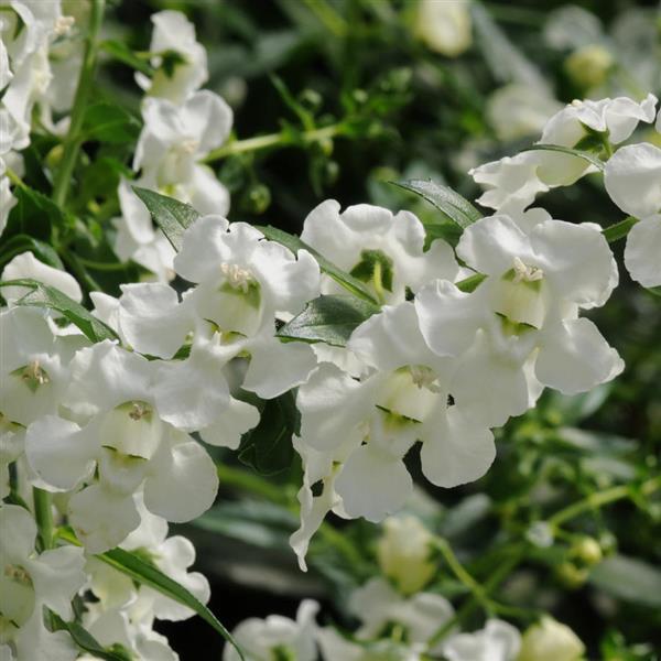 Angelonia AngelMist Spreading