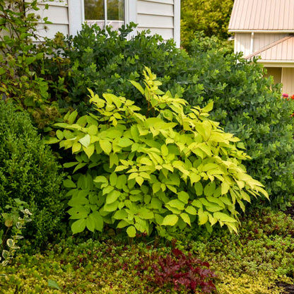 Aralia cordata