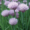 Herb