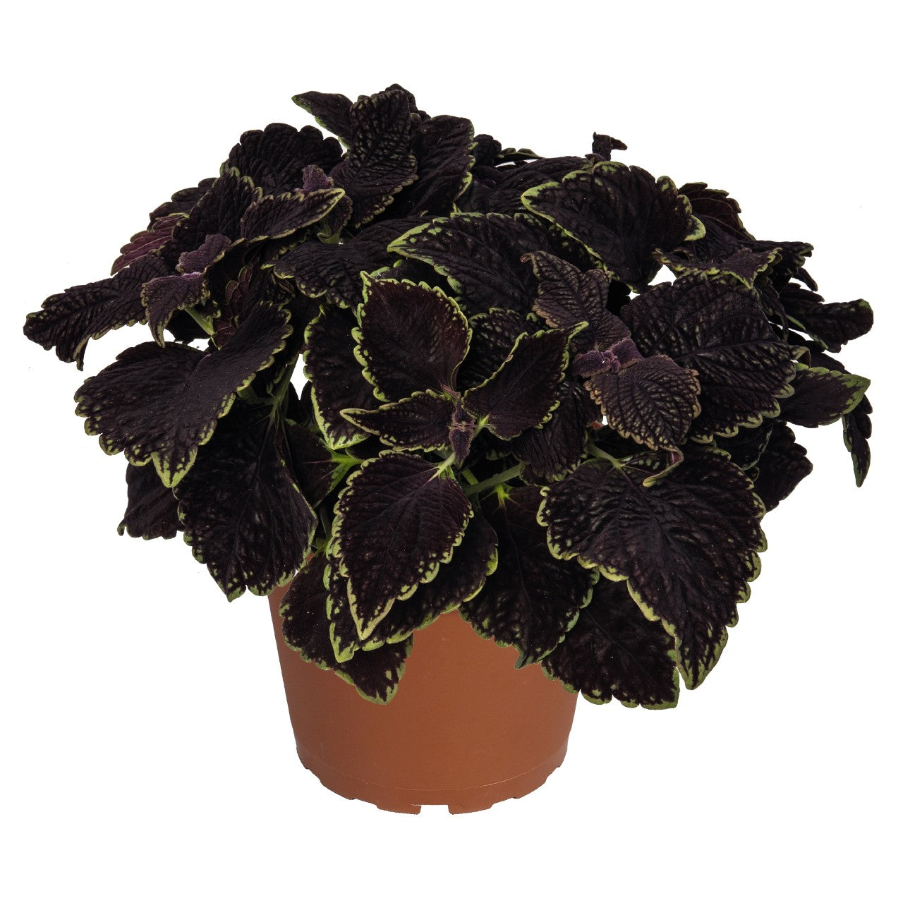 Coleus Main Street – Glenlea Greenhouses