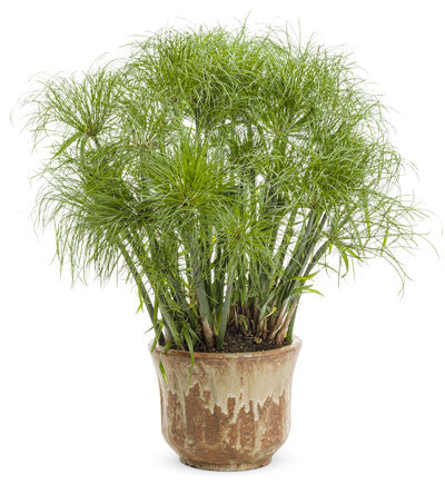 Grass Cyperus Prince Tut