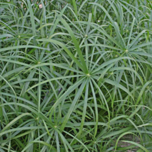 Grass Cyperus Baby Tut