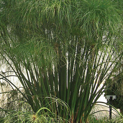 Grass Cyperus King Tut