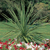Foliage