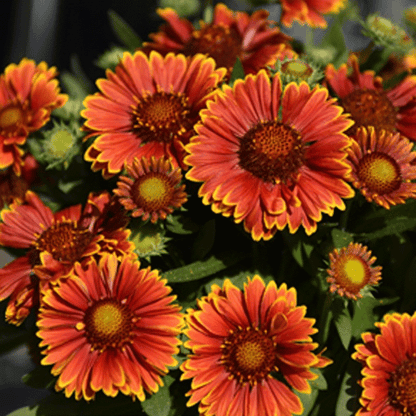 Gaillardia SpinTop Yellow Touch