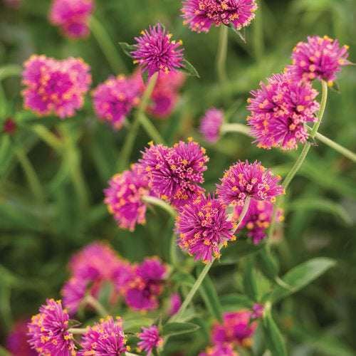 Gomphrena Truffula™