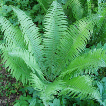 Winnipeg Plant Fundraising | Glenlea Greenhouses