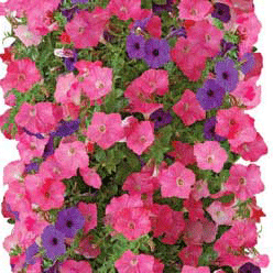 petunia-bag-of-bloom