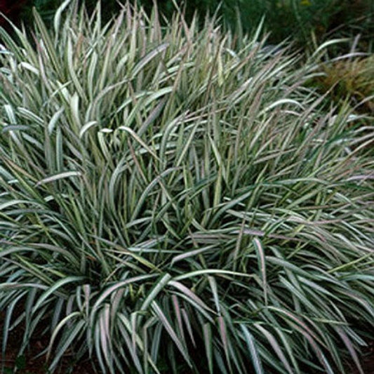 Grass Phalaris arundinacea 'Strawberries & Cream'