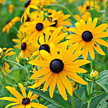 Rudbeckia Goldsturm