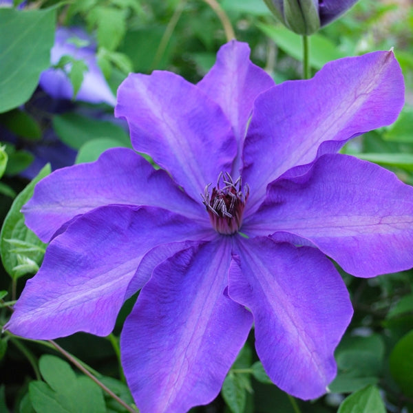 Clematis The President