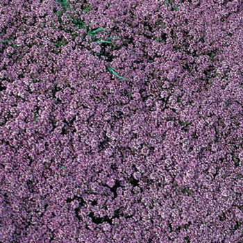 Thymus Mother of Thyme