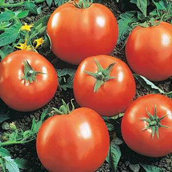 Tomato Big Beef 6 Pack