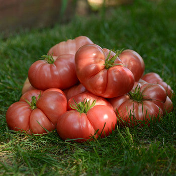 Tomato Brandywine 3.5 inch pot