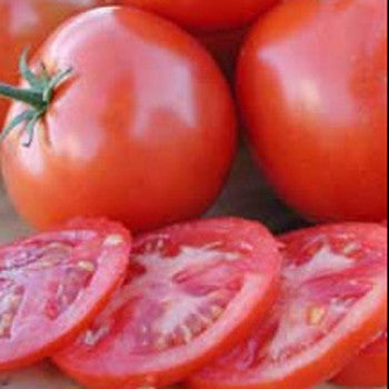Tomato Manitoba 3.5 inch pot