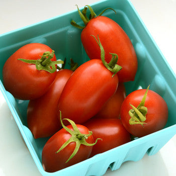 Tomato Roma 3.5 inch pot