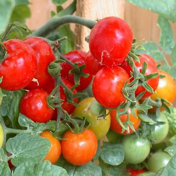 Patio Tomato Cherry – Glenlea Greenhouses